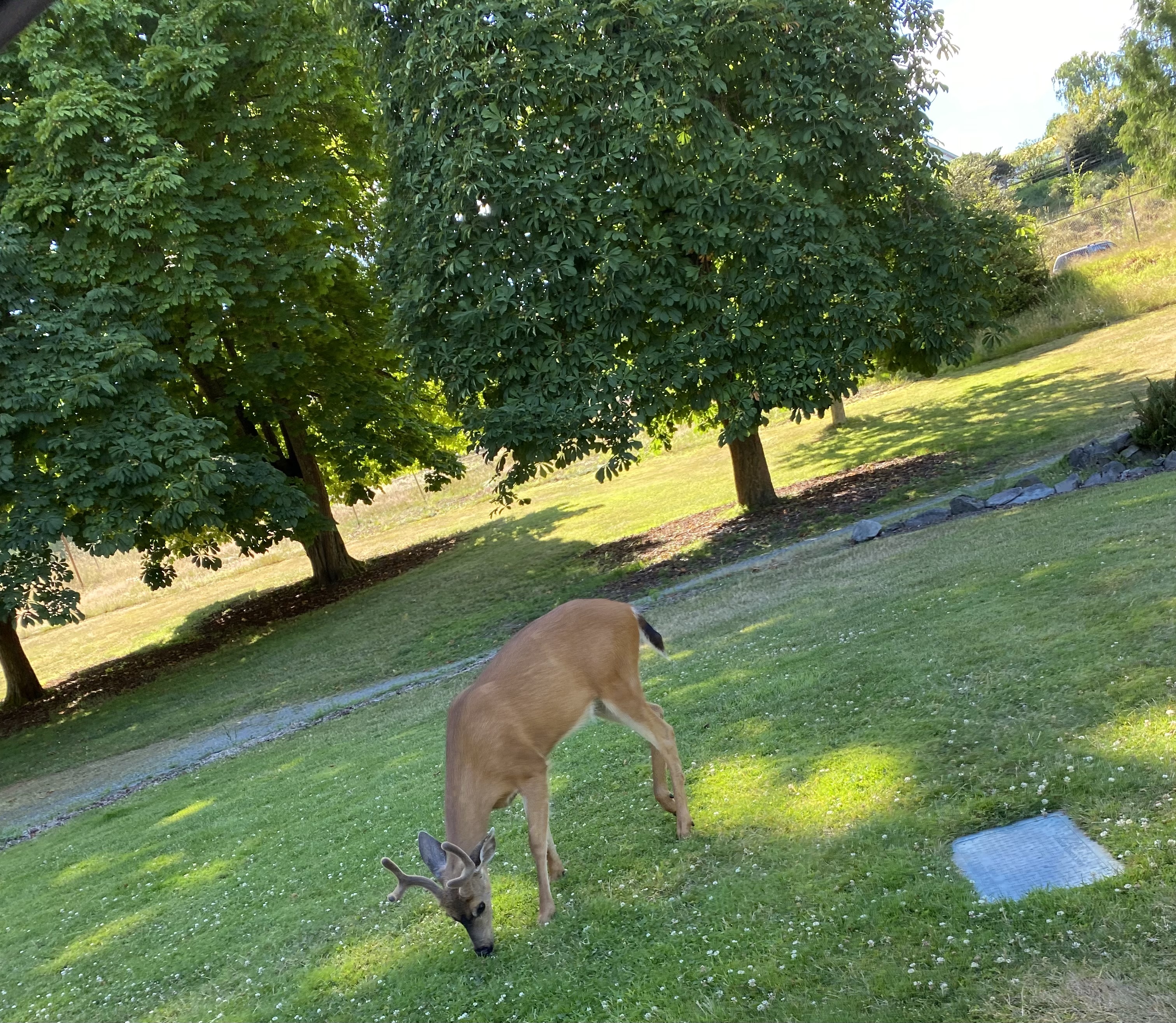 IMG_7504.jpeg