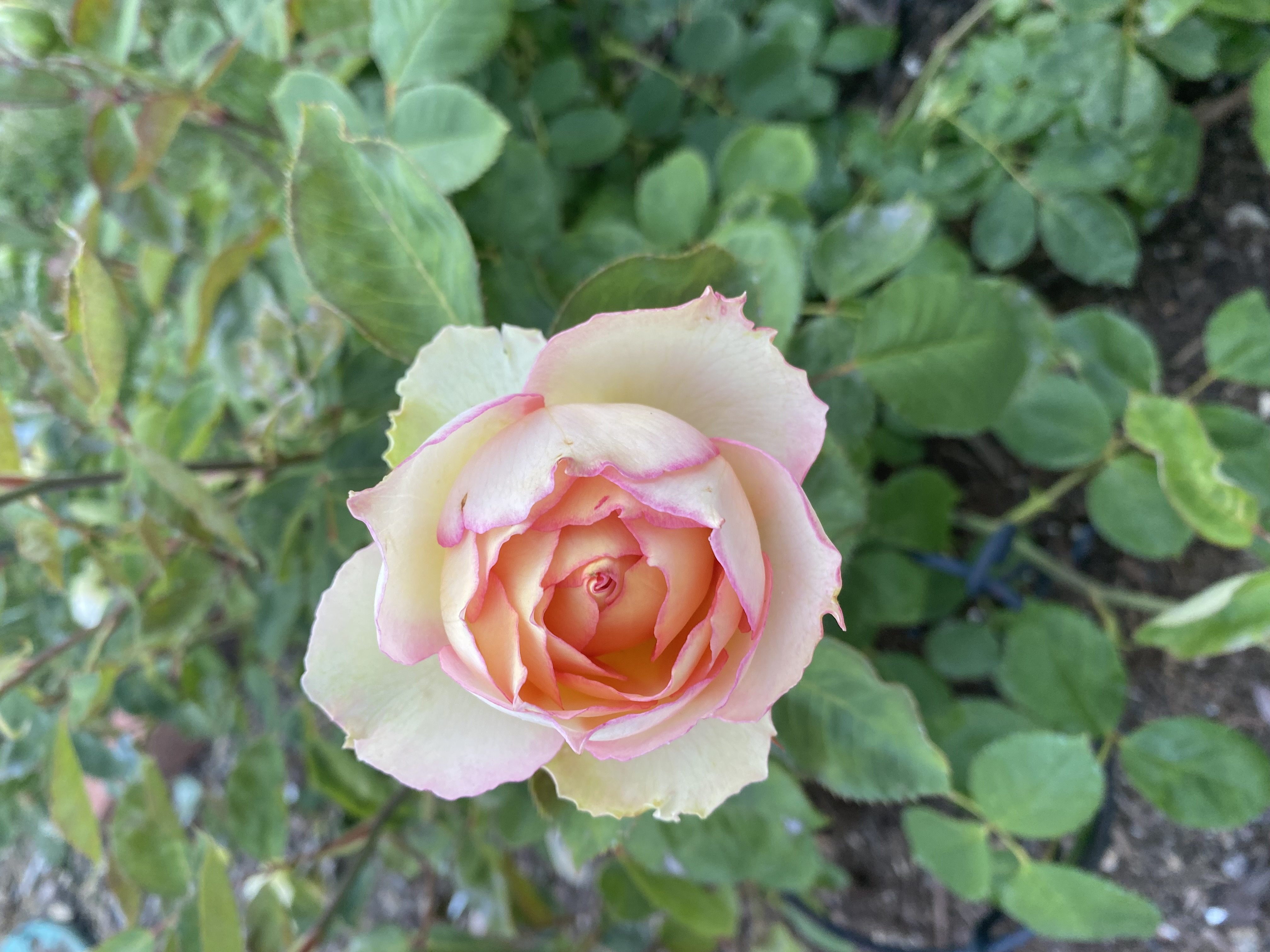 IMG_7561.jpeg